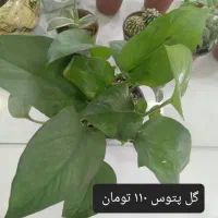 انواع گل کاکتوس گل آپارتمانی گل شکوفه