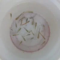 ماهی گوپی کاشمر