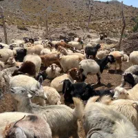 گوسفند فروشی