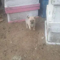 پاکوتاه ماده|سگ|خزل, |دیوار