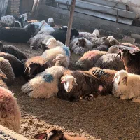 بره نصفه گوشت فروش گوسفند زنده تعاونی آغاز شده