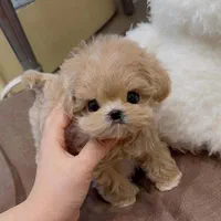 واگذاری توله سگ گوگولی