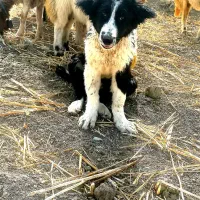 سگ قدرجانی|سگ|ایلام, |دیوار