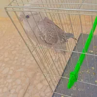 عروس هلندی دستی سراوان