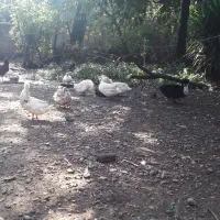 ا ردک|حیوانات مزرعه|رشت, خبرنگار|دیوار