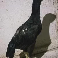 جوجه پرمرغی