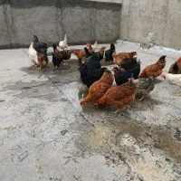 مرغ جوان 5 ماهه|حیوانات مزرعه|محمدشهر, محمدشهر|دیوار