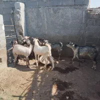 تعدادی نری خانگی فول پلم آدرس سیریک|حیوانات مزرعه|سیریک, |دیوار