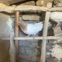 کفتر کبوتر طوقی ساده سینه کله|پرنده|مشهد, هفت تیر (نه دره)|دیوار