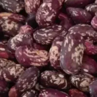 لوبیا تنظیم بازار|خوردنی و آشامیدنی|هرسین, |دیوار