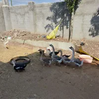 فروش قو غاز نر و ماده