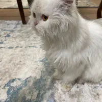 گربه اسکاتیش|گربه|میاندوآب, |دیوار