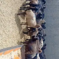 میش بومی چاق جوون