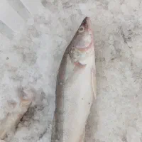 فروش ماهی|ماهی|شاهین دژ, |دیوار