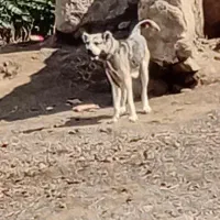 ماده دورگه عراق سراب ۳ سال