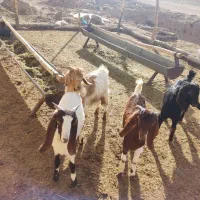 فروش ۴ عدد کهره|حیوانات مزرعه|نی‌ریز, |دیوار