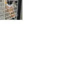 خرگوش اهلی|موش و خرگوش|حویق, |دیوار