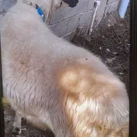 گوسفند قوچ تخمی هترو|حیوانات مزرعه|گلوگاه بابل (گلیا), |دیوار