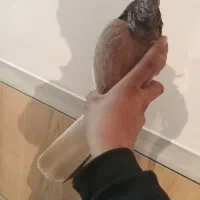 کبوتر سرخ دم سفید|پرنده|فرخشهر, |دیوار