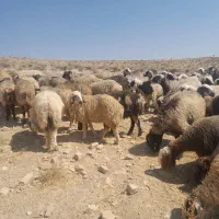 میش وشیشک داشتی ابستن|حیوانات مزرعه|شیراز, شهرک امیر کبیر|دیوار