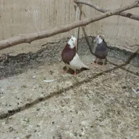 طوقی|پرنده|بهارستان, |دیوار