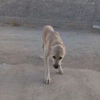 معاوضه با همه چی جز سگ