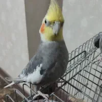 عروس هلندی|پرنده|قرچک, مهدیه|دیوار