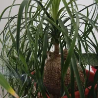 فروش گیاهان اپارتمانی|گل و گیاه طبیعی|اصفهان, شاه پسند|دیوار