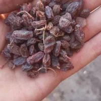 کشمش آفتابی و مویز تاکستان|خوردنی و آشامیدنی|تهران, خلیج فارس|دیوار