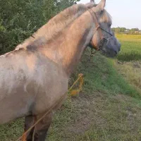 نریان باری سواری گله دار