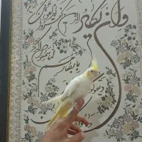 عروس هلندی نرومایع