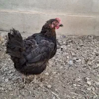 مرغ|حیوانات مزرعه|جونقان, |دیوار