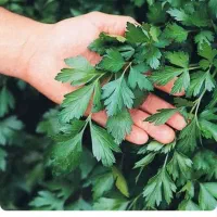 بذر سبزی جات خارجی|گل و گیاه طبیعی|شیراز, آزادگان|دیوار