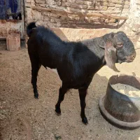 فروش نرم بز