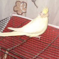 عروس هلندی|پرنده|بم, |دیوار