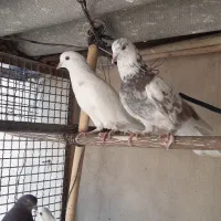 کفتر پرشی همه رنگ|پرنده|ری, علایین|دیوار