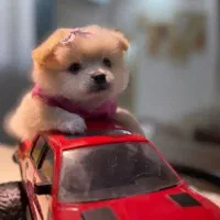 واگذاری سگ پامر دو ماهه نر