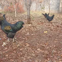 تخم بوقلمون .خروس محلی|حیوانات مزرعه|مشهد, خواجه ربیع|دیوار