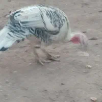 فروش باقیمت مناسب|حیوانات مزرعه|بم, |دیوار