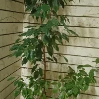 گل طبیعی  فروشی