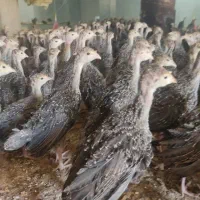 جوجه بوقلمون برنز و بوربون 2ماهه|حیوانات مزرعه|شیراز, دروازه قران|دیوار