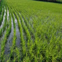 مزرعه فروشی قیمت مناسب|فروش دفتر صنعتی، کشاورزی، تجاری|شاندرمن, |دیوار