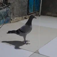 طوقی نر با جوجه