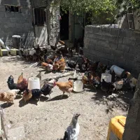 فروش مرغ بومی تخم گذار گلپایگانی