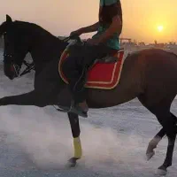 مادیون کرد سواریدار