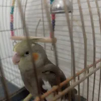 طوطی عروس هلندی