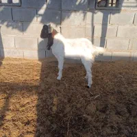 فروش دو عدد کهره نر و ماده|حیوانات مزرعه|رودخانه, |دیوار