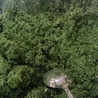 سفارش انواع سبزیجات معطر وخوش عطر وبو|خوردنی و آشامیدنی|امیدیه, |دیوار