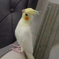 جفت مولد عروس هلندی کارداده سخنگو مولد جوان|پرنده|جلگه رخ, |دیوار