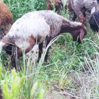 بره و گوسفند داشتی